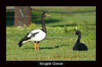 Magpie Goose