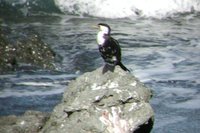 Little Pied Cormorant - Phalacrocorax melanoleucos