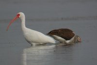 White Ibis - Eudocimus albus