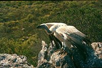 Cape Griffon - Gyps coprotheres