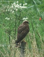 Western Marsh-Harrier - Circus aeruginosus