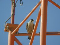 Barbary Falcon - Falco pelegrinoides