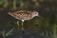 Long-toed Stint (Calidris subminuta) photo