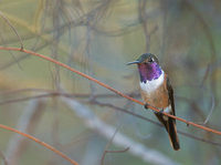 Bahama Woodstar (Calliphlox evelynae) photo