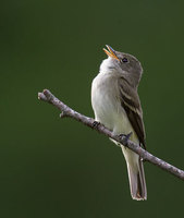 Alder Flycatcher (Empidonax alnorum) photo