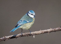 Blue Tit (Parus caeruleus) photo