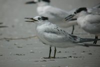 Sandwich Tern - Sterna sandvicensis