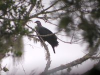 Metallic Pigeon - Columba vitiensis