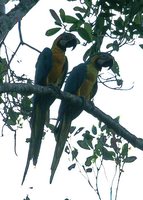 Blue-and-yellow Macaw - Ara ararauna