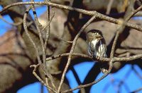 Pearl-spotted Owlet - Glaucidium perlatum