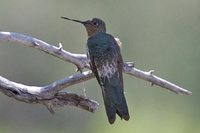 Giant Hummingbird - Patagona gigas