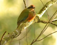 Rufous-capped Motmot - Baryphthengus ruficapillus