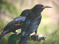 Green Woodhoopoe - Phoeniculus purpureus