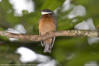 Flame-crested Manakin - Heterocercus linteatus