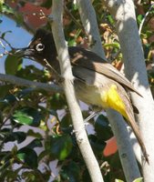 Cape Bulbul - Pycnonotus capensis