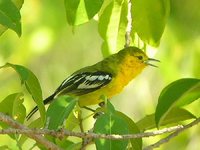Common Iora - Aegithina tiphia