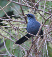Blue Mockingbird - Melanotis caerulescens