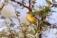 Yellow-bellied Eremomela - Eremomela icteropygialis