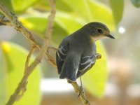 Semicollared Flycatcher - Ficedula semitorquata