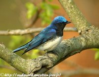 Blue-and-white Flycatcher - Cyanoptila cyanomelana