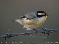 Striated Pardalote - Pardalotus striatus