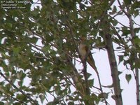 Eurasian Golden Oriole - Oriolus oriolus