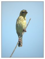 Asian Golden Weaver - Ploceus hypoxanthus