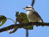 Black-throated Gray Warbler - Dendroica nigrescens