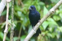 Blue-black Grassquit - Volatinia jacarina