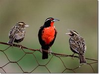 Long-tailed Meadowlark - Sturnella loyca