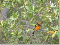 Spot-breasted Oriole - Icterus pectoralis