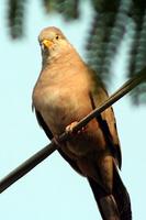 Croaking Ground-Dove (Columbina cruziana)