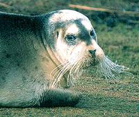 Bearded Seal - Erignathus barbatus