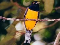 Violaceous Trogon*