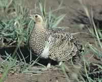 Chestnut-bellied Sandgrouse p.164