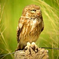 Little Owl