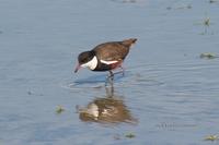 Red-kneed Dotterel