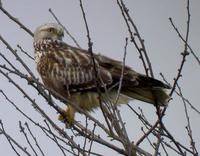 Buse pattue juvénile (Buteo lagopus)