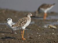 Ruff (Philomachus pugnax)