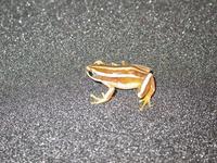 : Afrixalus vittiger