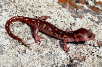 : Aneides lugubris; Arboreal Salamander