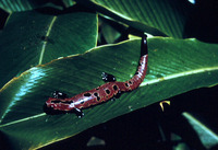 : Bolitoglossa salvinii