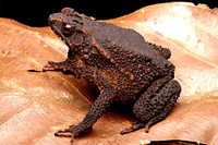: Bufo quadriporcatus