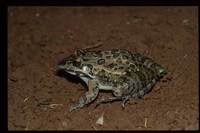 : Leptodactylus fuscus