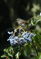 : Chamaea fasciata; Wrentit