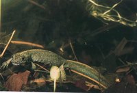 : Triturus carnifex