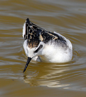 : Phalaropus lobatus; Red-necked Phalarope