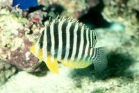 : Paracentropyge multifasciata; Multi-barred Angelfish