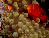 : Premnas biaculeatus; Spinecheek Anemonefish