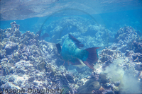 : Scarus guacamaia; Rainbow Parrotfish;